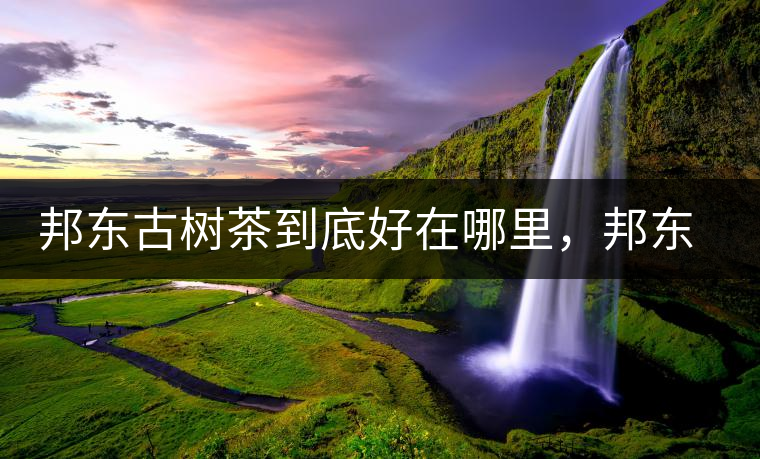 邦東古樹(shù)茶到底好在哪里，邦東茶區(qū)普洱茶風(fēng)格特點(diǎn)