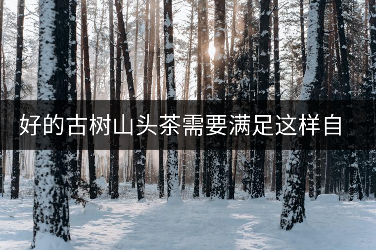 好的古樹山頭茶需要滿足這樣自然條件，以大忠山為例！