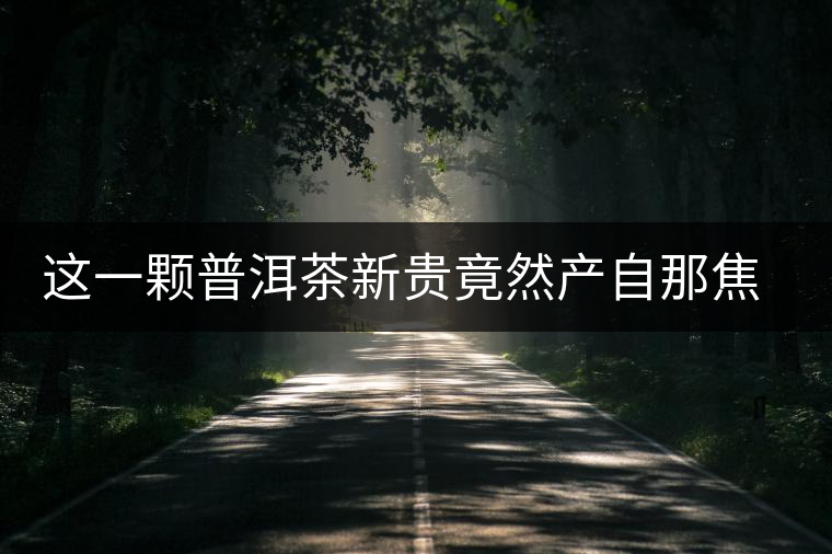 這一顆普洱茶新貴竟然產(chǎn)自那焦的古茶樹