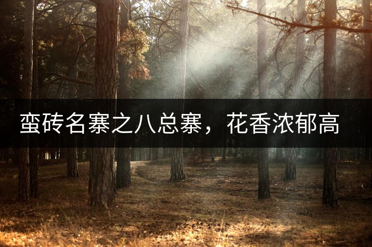 蠻磚名寨之八總寨，花香濃郁高揚(yáng)