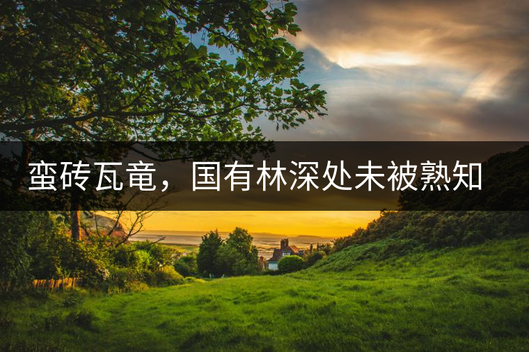 蠻磚瓦竜，國有林深處未被熟知的山頭