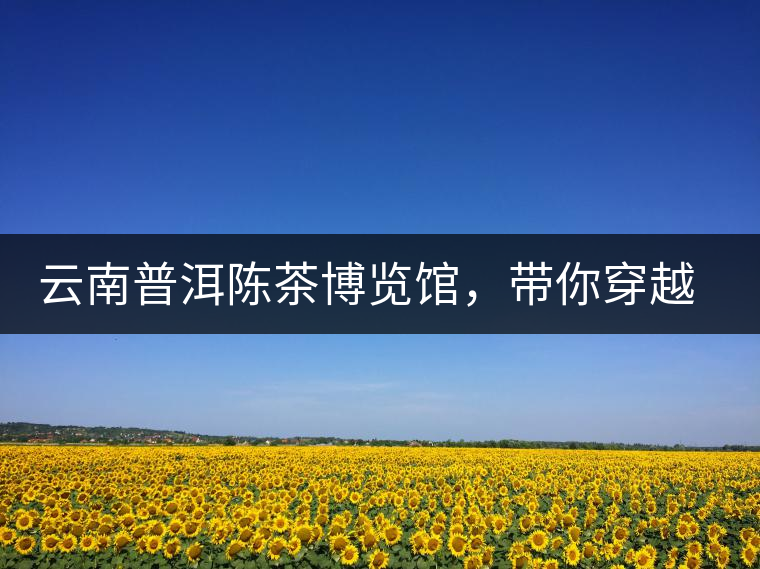 云南普洱陳茶博覽館，帶你穿越時光，品普洱老茶