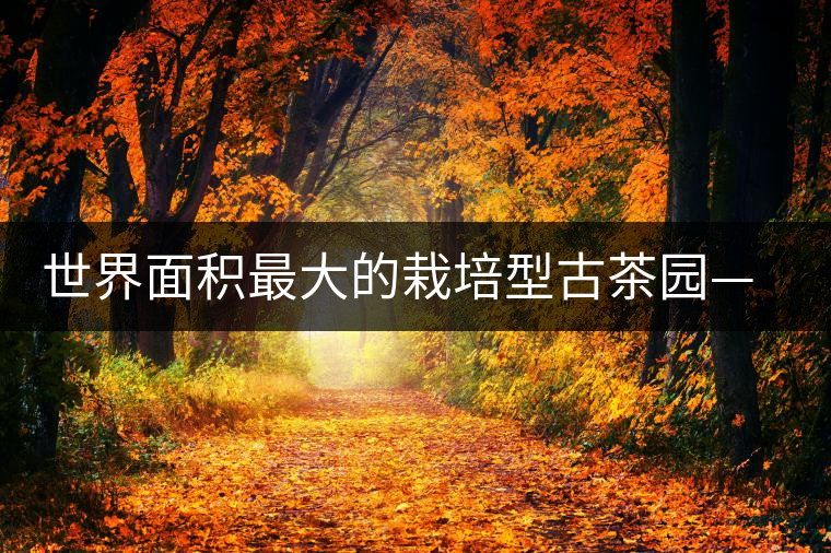 世界面積最大的栽培型古茶園——賀開古茶園 世界面積最大的栽培型古茶園——賀開古茶園