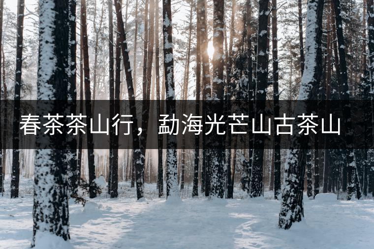 春茶茶山行，勐海光芒山古茶山你去過嗎？