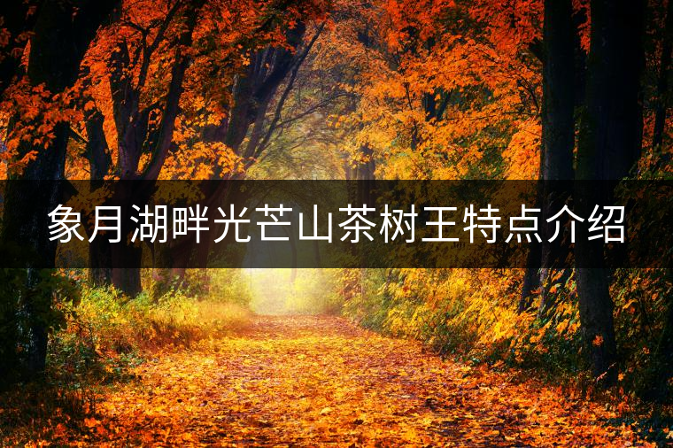 象月湖畔光芒山茶樹王特點(diǎn)介紹