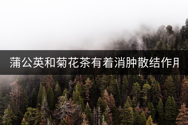 蒲公英和菊花茶有著消腫散結(jié)作用！