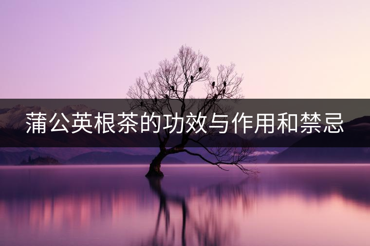 蒲公英根茶的功效與作用和禁忌