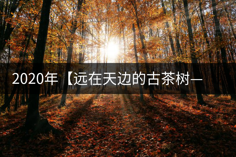2020年【遠(yuǎn)在天邊的古茶樹(shù)——天門山天生古樹(shù)】-易武中聘號(hào)