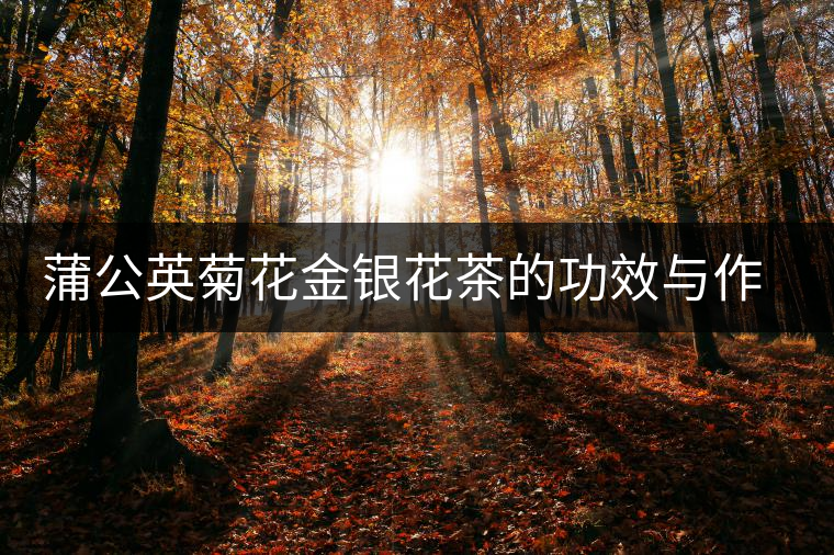 蒲公英菊花金銀花茶的功效與作用