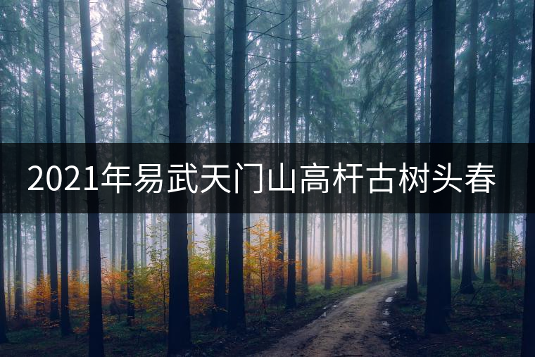 2021年易武天門山高桿古樹頭春多少錢一公斤？
