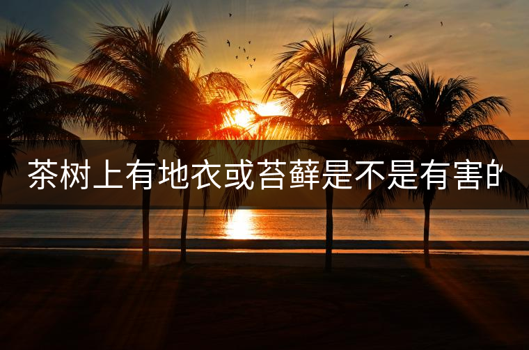 茶樹上有地衣或苔蘚是不是有害的？