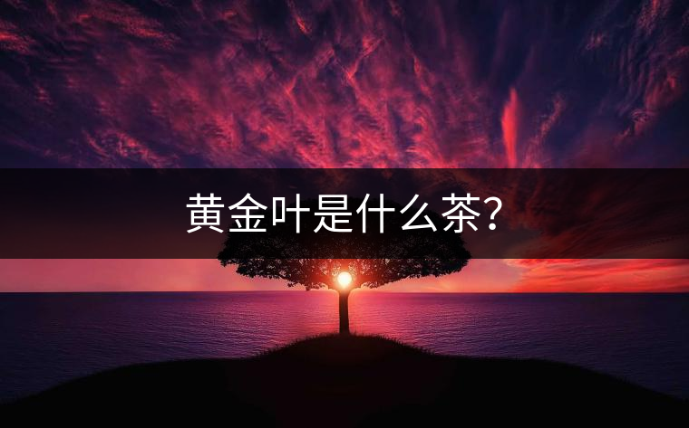 黃金葉是什么茶？