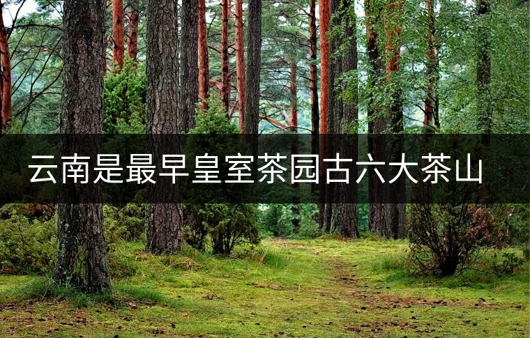 云南是最早皇室茶園古六大茶山發(fā)源地嗎？