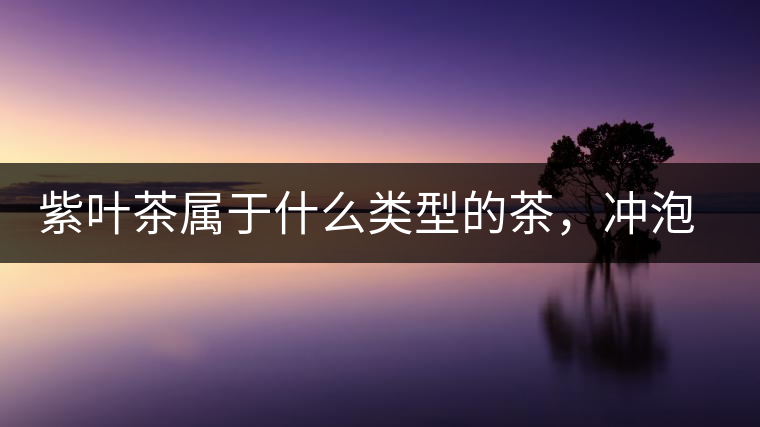 紫葉茶屬于什么類型的茶，沖泡需要注意什么？