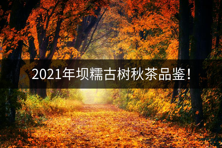 2021年壩糯古樹秋茶品鑒！