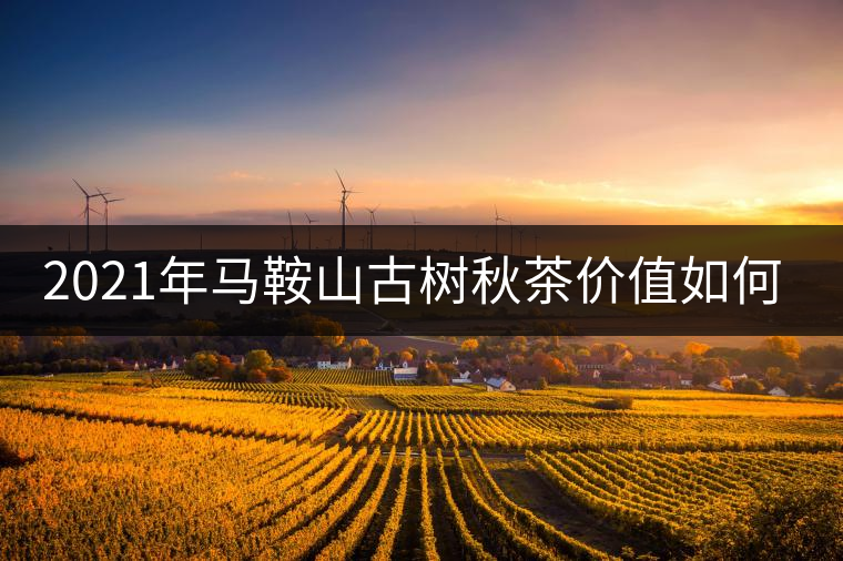 2021年馬鞍山古樹秋茶價值如何？