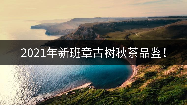 2021年新班章古樹(shù)秋茶品鑒！