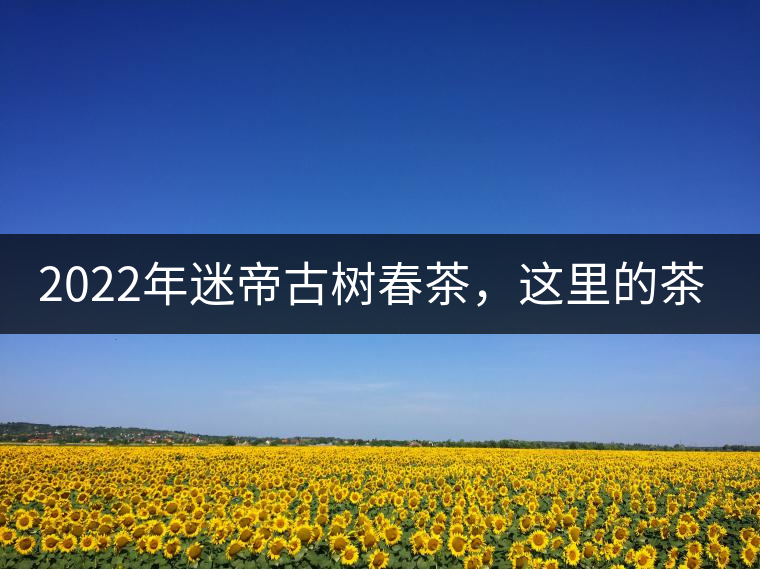2022年迷帝古樹春茶，這里的茶 皇帝都著迷