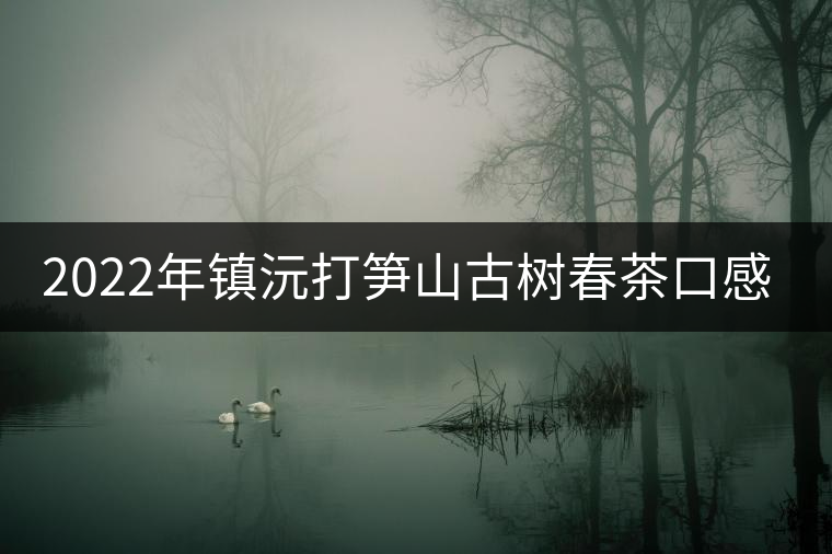 2022年鎮(zhèn)沅打筍山古樹(shù)春茶口感？