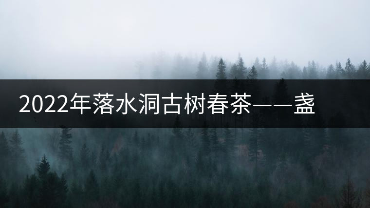 2022年落水洞古樹春茶——盞盛琥珀光，柔甜入人心