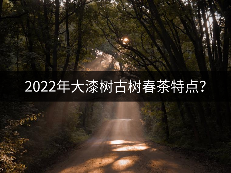 2022年大漆樹古樹春茶特點？