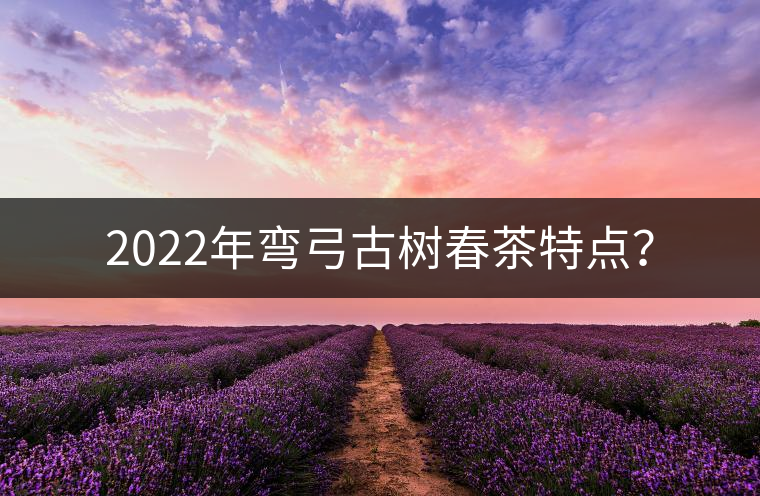 2022年彎弓古樹春茶特點(diǎn)？
