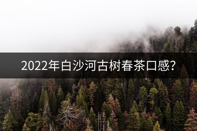 2022年白沙河古樹春茶口感？