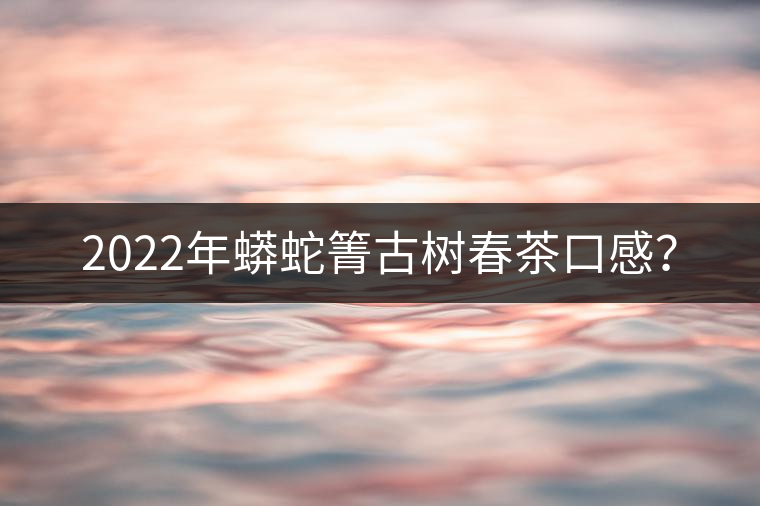 2022年蟒蛇箐古樹春茶口感？