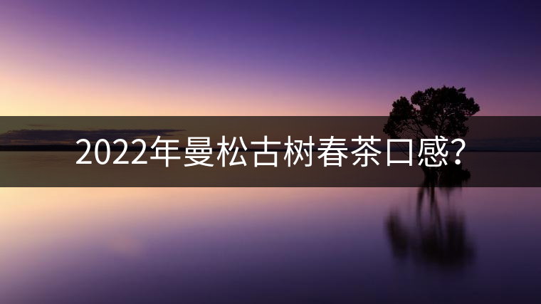 2022年曼松古樹(shù)春茶口感？