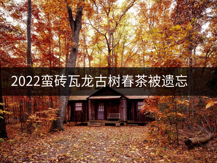 2022蠻磚瓦龍古樹春茶被遺忘的蠻磚瓦竜寨,與世隔絕民風(fēng)淳樸