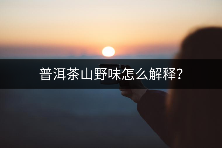 普洱茶山野味怎么解釋？