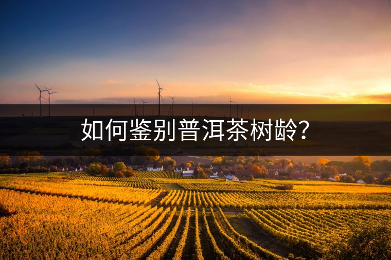 如何鑒別普洱茶樹齡？