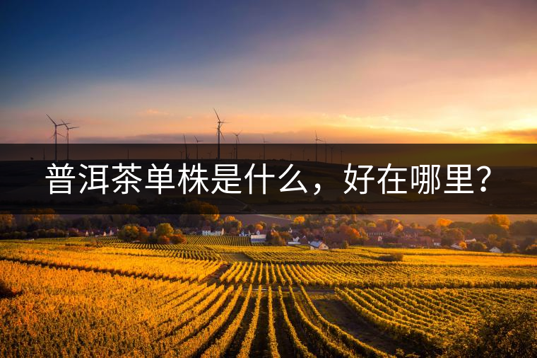 普洱茶單株是什么，好在哪里？