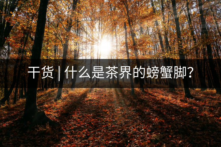 干貨 | 什么是茶界的螃蟹腳？