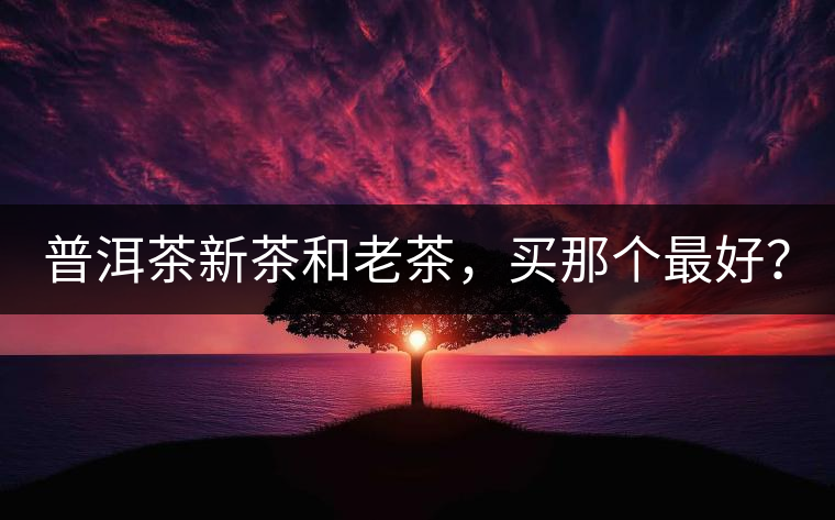 普洱茶新茶和老茶，買那個最好？