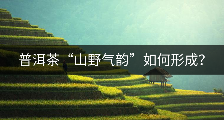 普洱茶“山野氣韻”如何形成？
