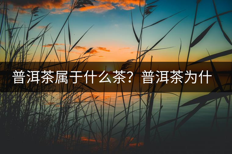 普洱茶屬于什么茶？普洱茶為什么會越陳越香？