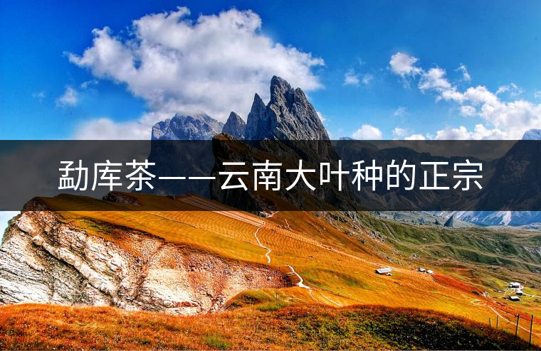 勐庫(kù)茶——云南大葉種的正宗 勐庫(kù)茶——云南大葉種的正宗