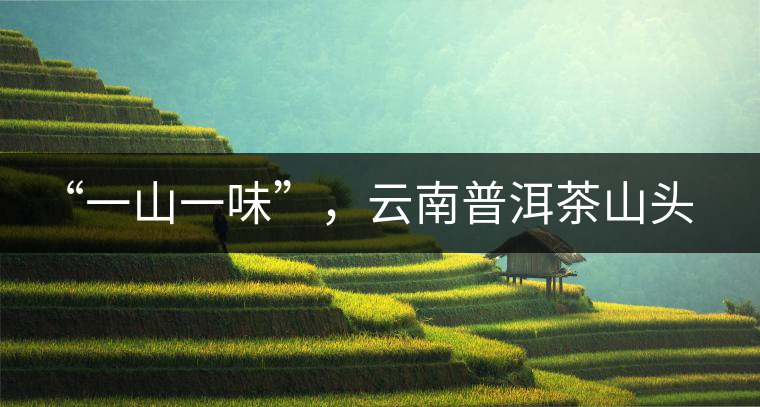 “一山一味”，云南普洱茶山頭茶的真實(shí)意義！