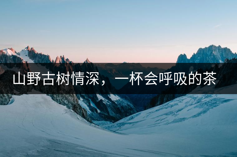 山野古樹情深，一杯會(huì)呼吸的茶滋味