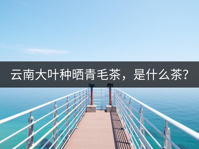 云南大葉種曬青毛茶，是什么茶？