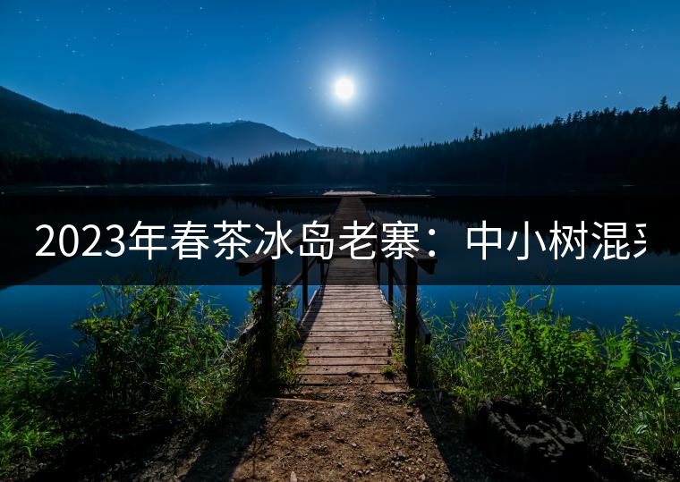 2023年春茶冰島老寨：中小樹混采2500-3000元／公斤，大樹：7000-8000元／公斤，古樹混采：28000-36000元／公斤