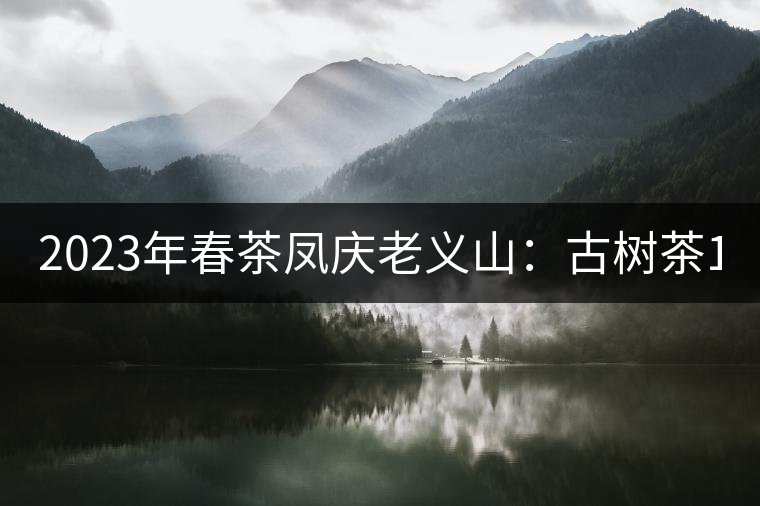 2023年春茶鳳慶老義山:古樹茶1600-2000元/公斤 2023年春茶鳳慶老義山:古樹茶1600-2000元/公斤