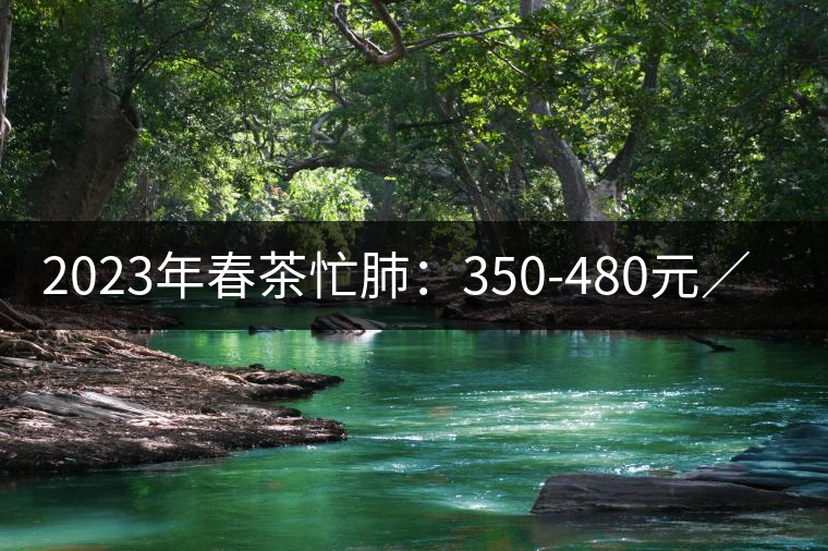 2023年春茶忙肺：350-480元／公斤