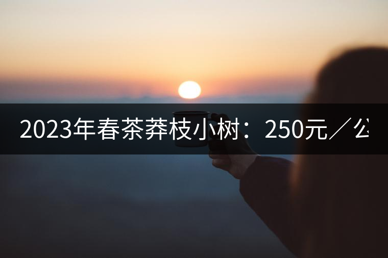 2023年春茶莽枝小樹(shù)：250元／公斤， 古樹(shù)：1000-1200元／公斤