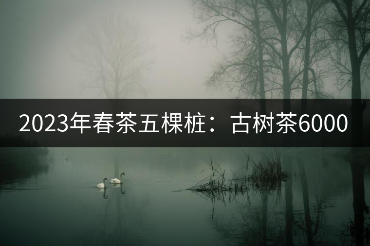 2023年春茶五棵樁：古樹(shù)茶6000-8000元／公斤