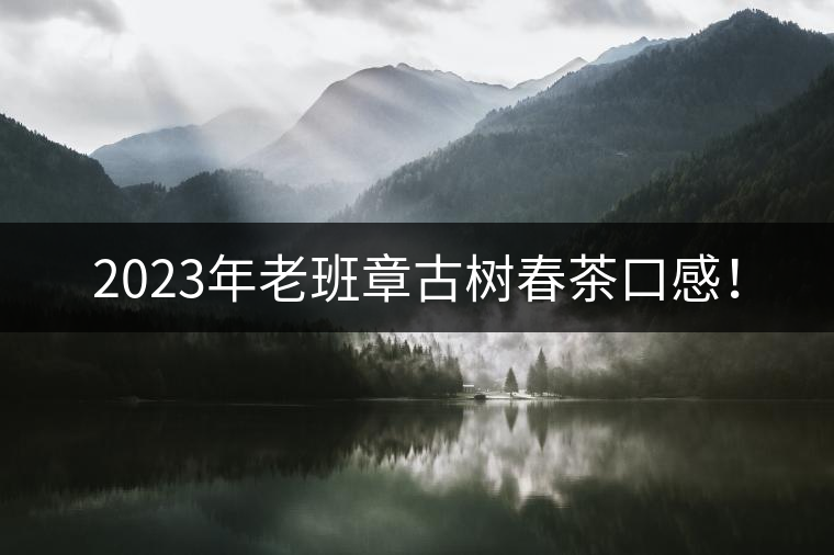 2023年老班章古樹(shù)春茶口感！