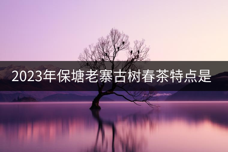2023年保塘老寨古樹春茶特點(diǎn)是什么？
