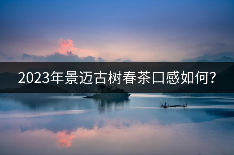 2023年景邁古樹春茶口感如何？