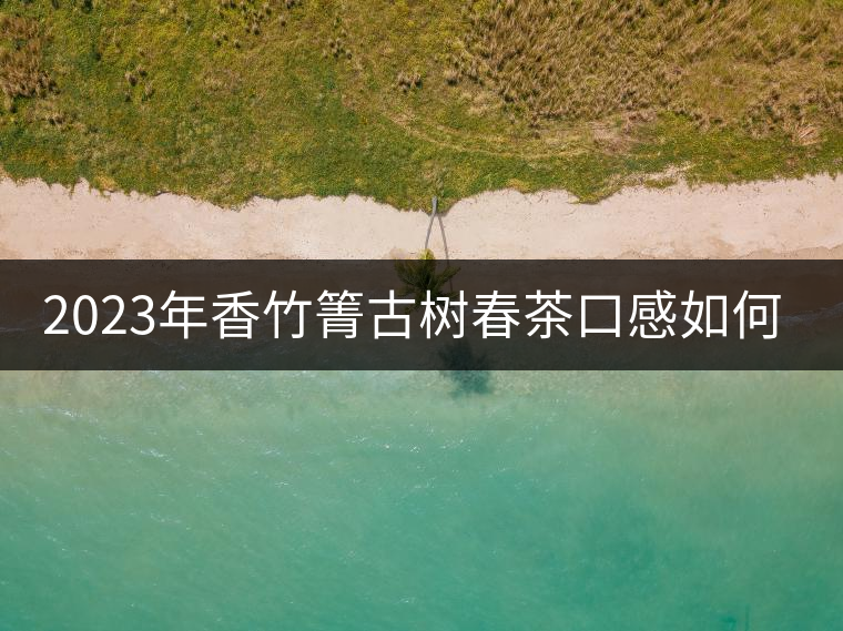 2023年香竹箐古樹春茶口感如何？